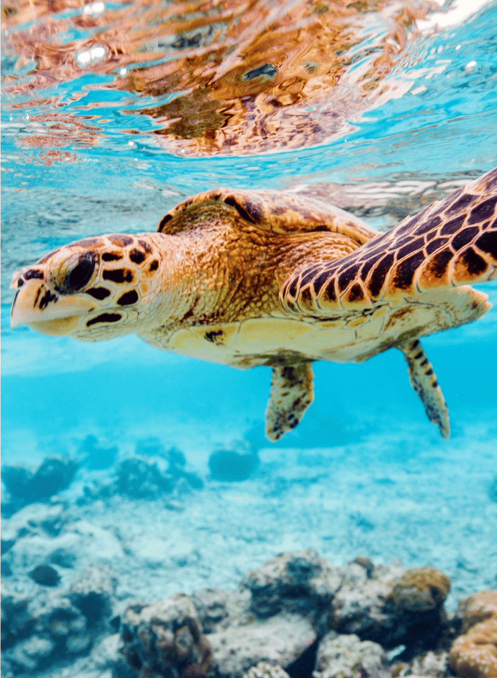 Global Conservation Organization-WWF-Singapore