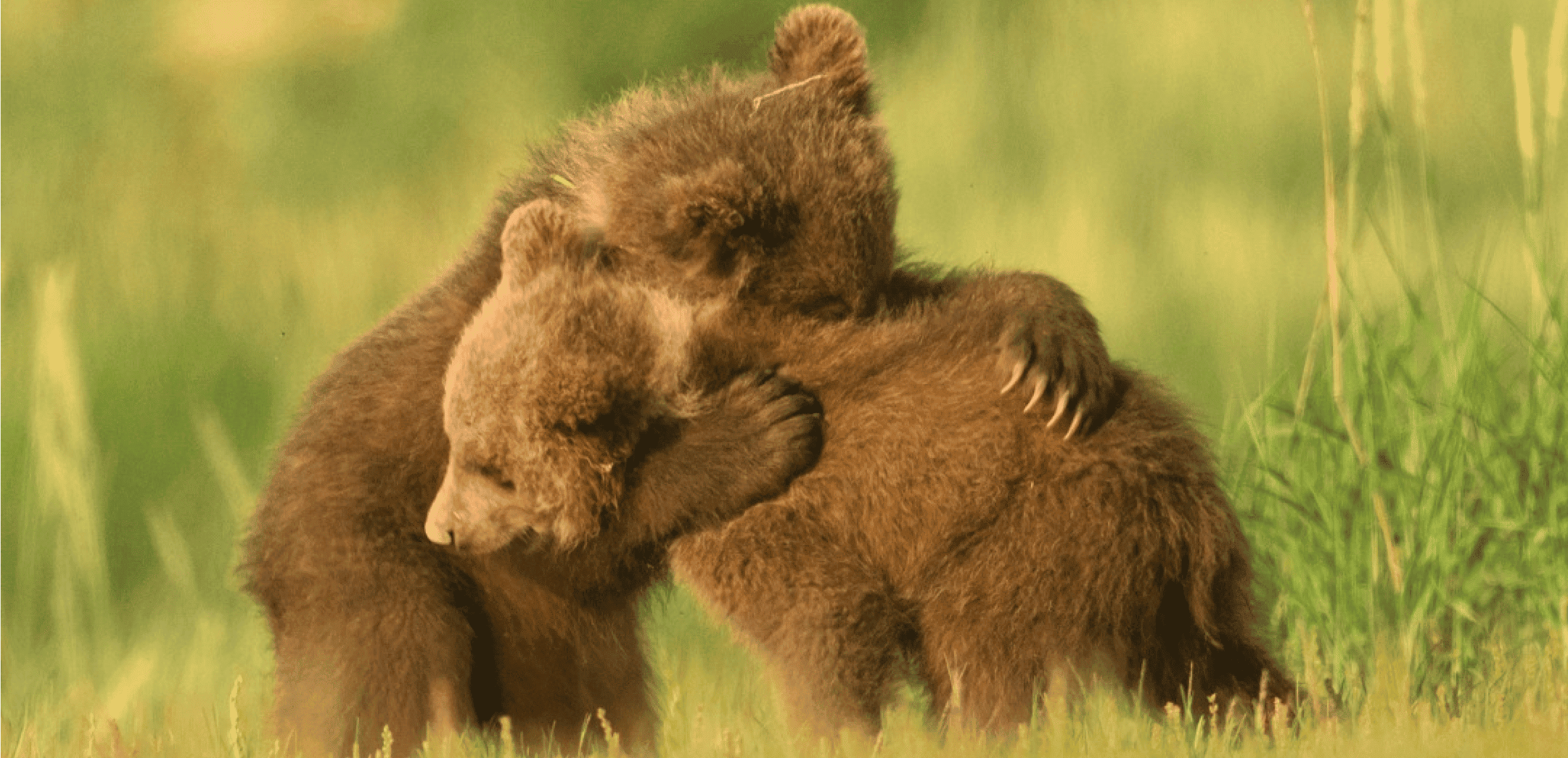 Global Conservation Organization- Website Development - WWF